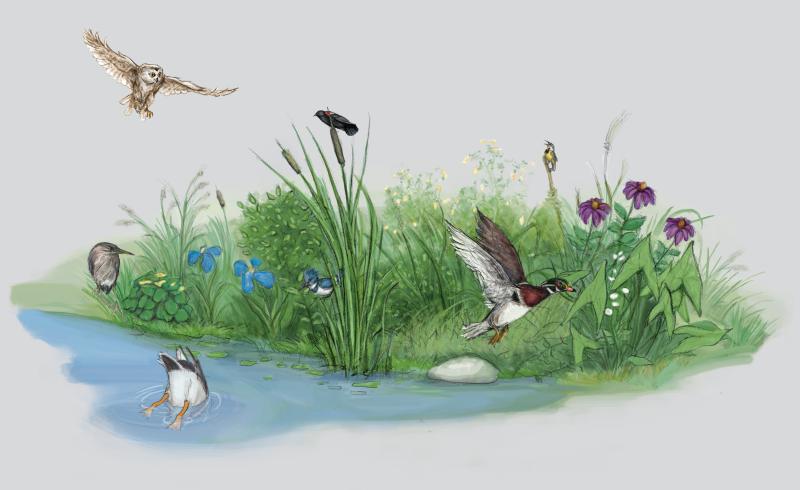 Illustration, Wetland Birds